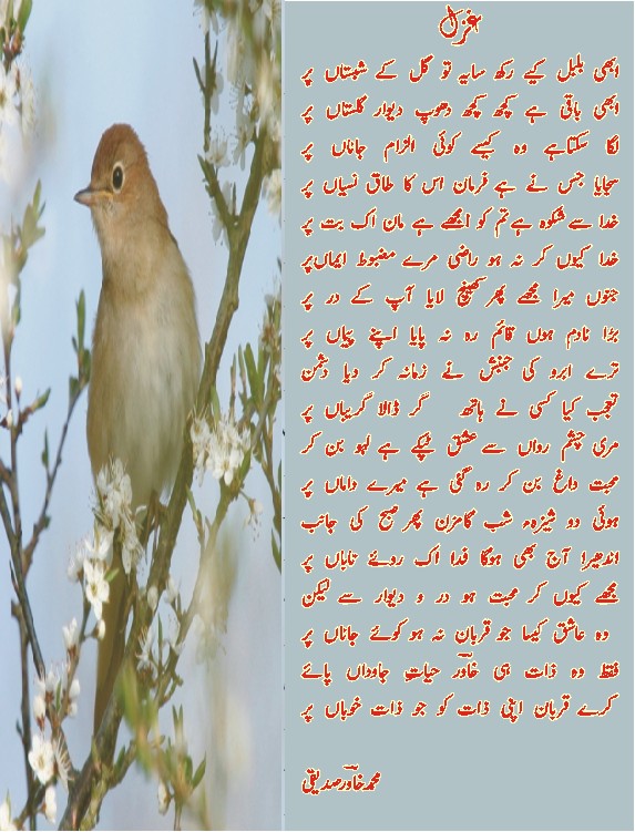 abhi bul bul.jpg